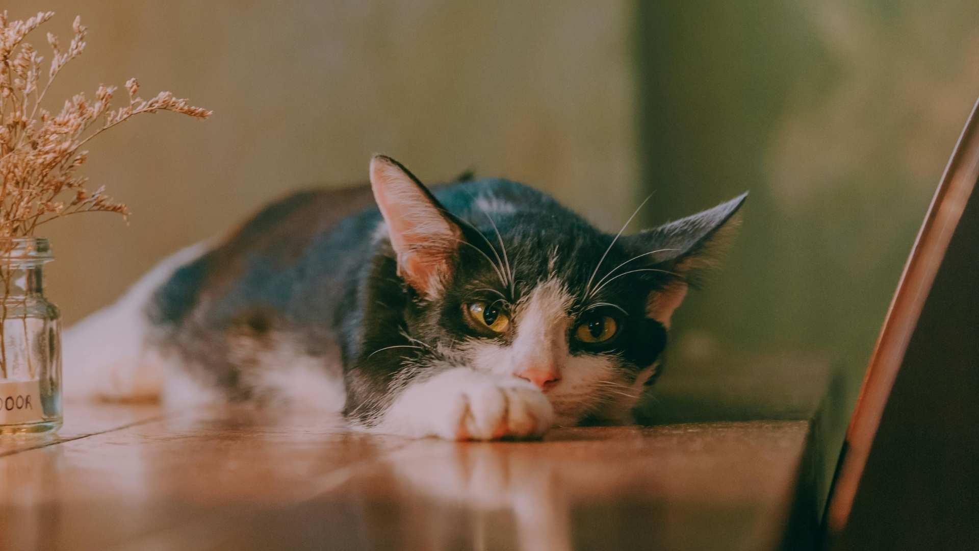 gato tumbado con mala cara